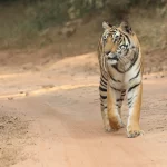 bandhavgarh best safari zones