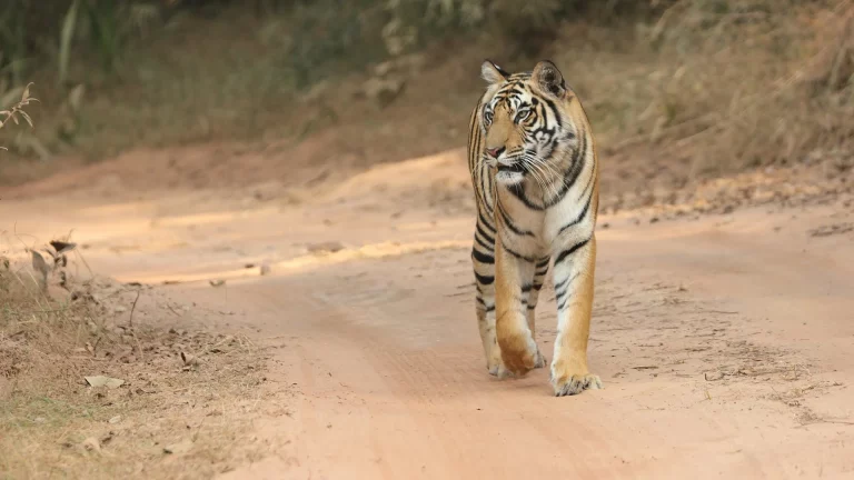 bandhavgarh best safari zones