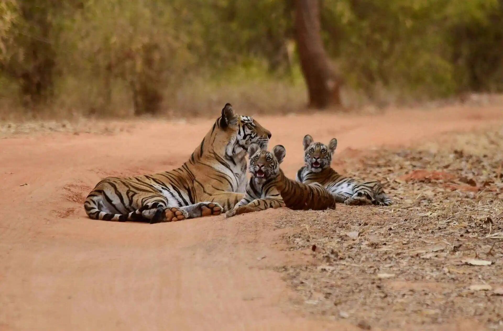 best time to visit bandhavgarh