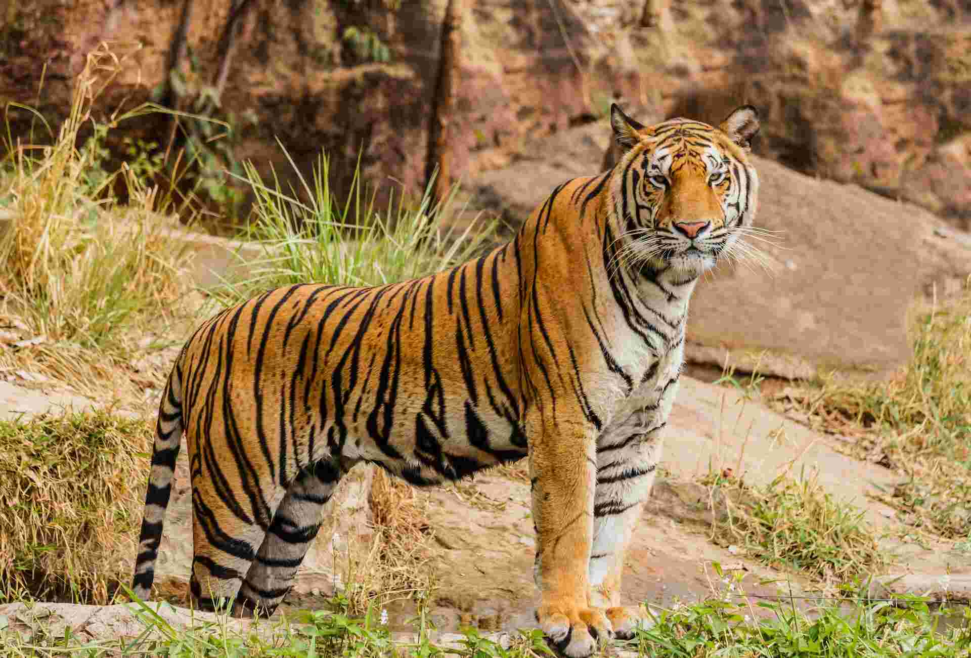 About Bandhavgarh