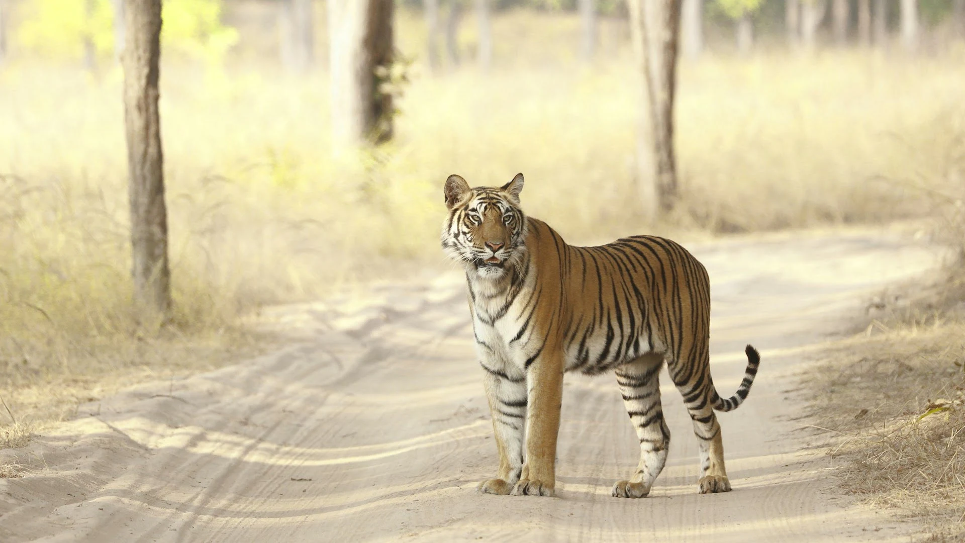 activities in bandhavgarh