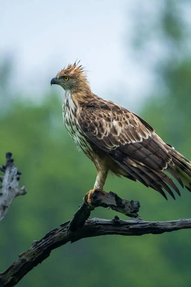 hawk in bandhavgarh