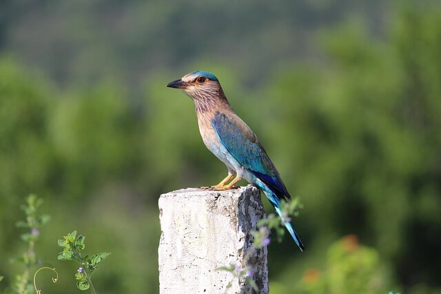 birding in bandhavgarh