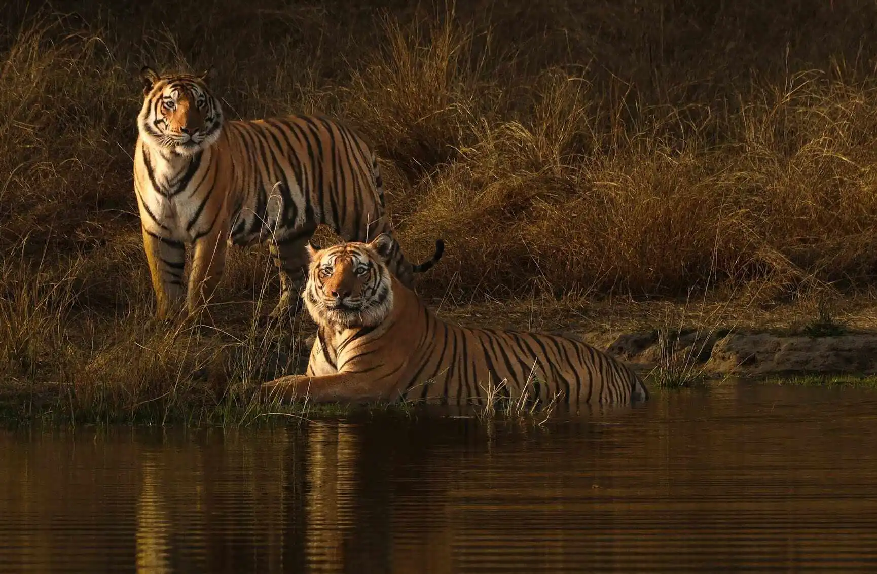 bandhavgarh safari packages