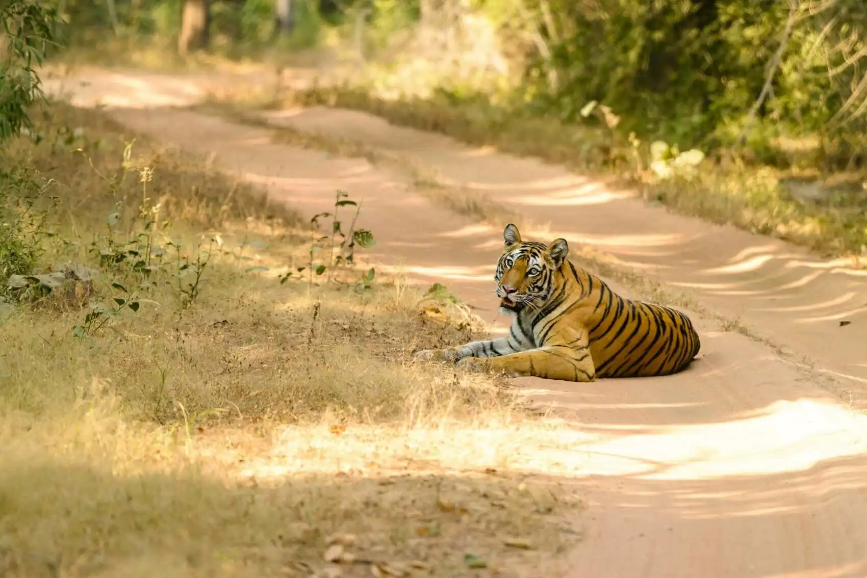 bandhavgarh zones