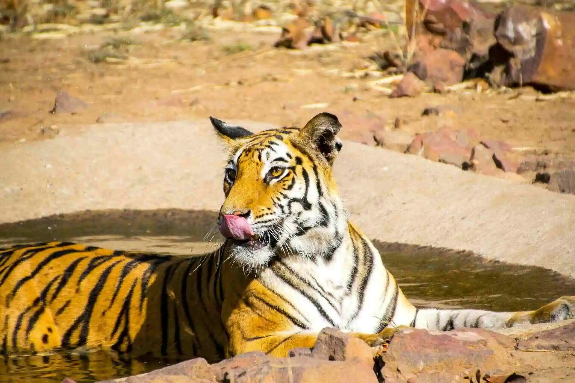 safari zones in bandhavgarh