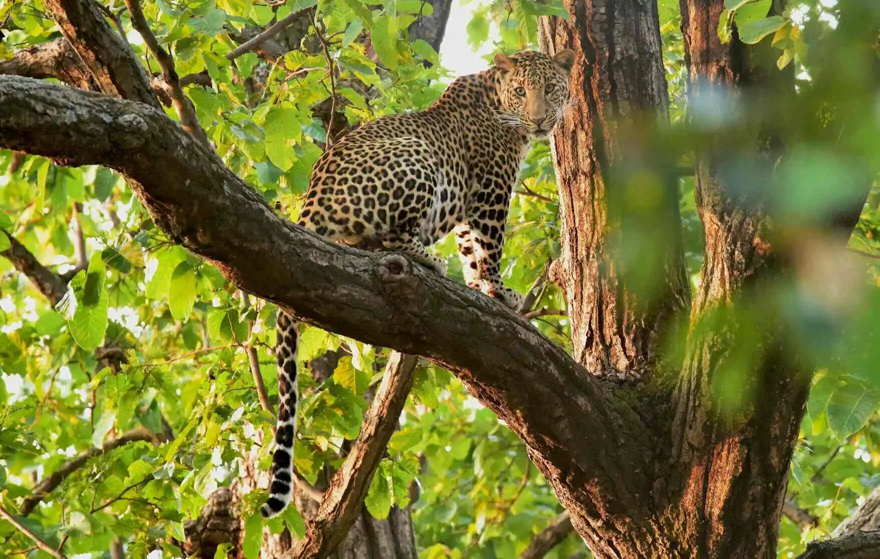 weekend safari bandhavgarh