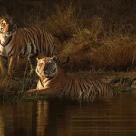 Bandhavgarh for beginners