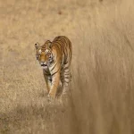 Bandhavgarh safari zones