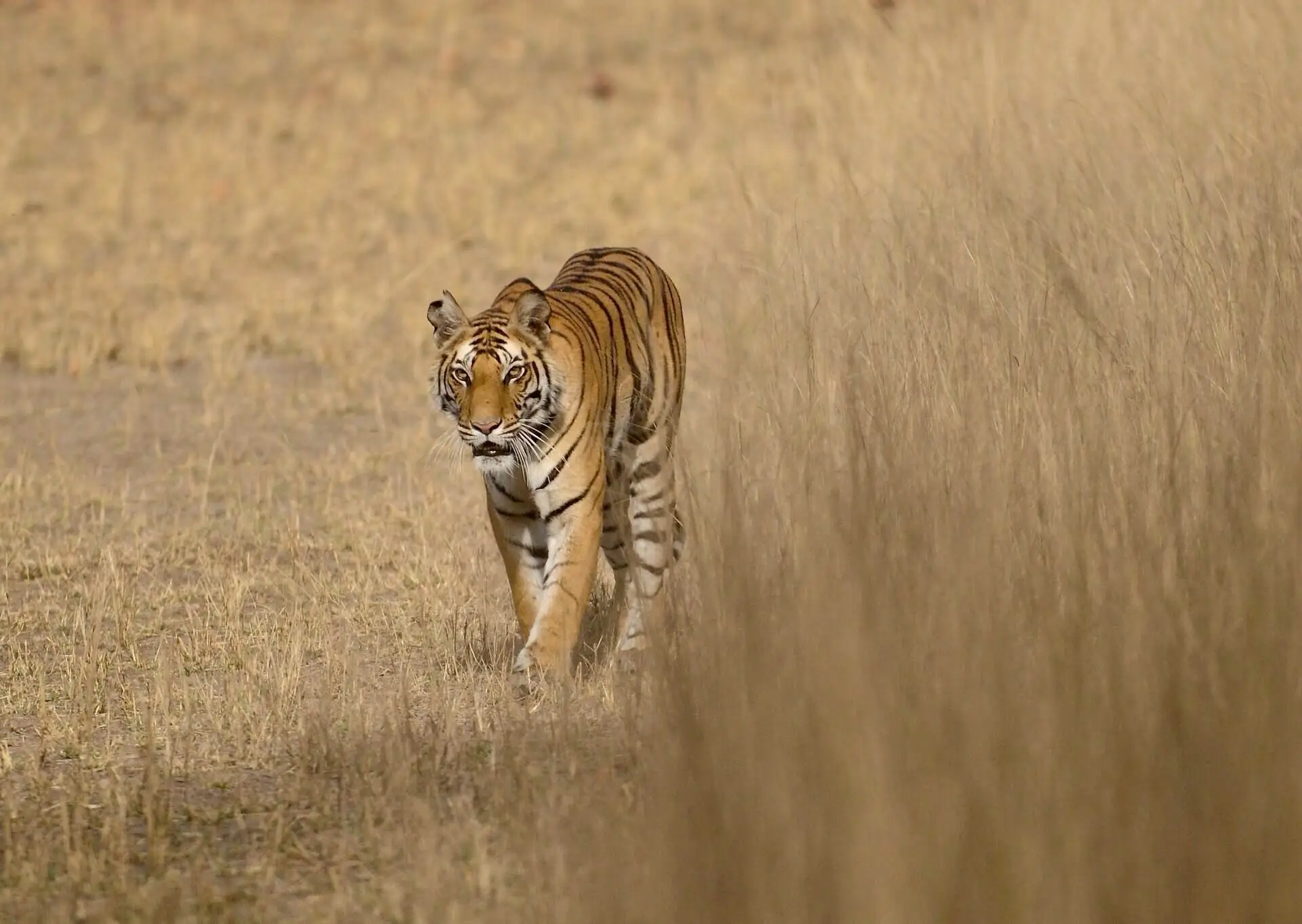 Bandhavgarh safari zones