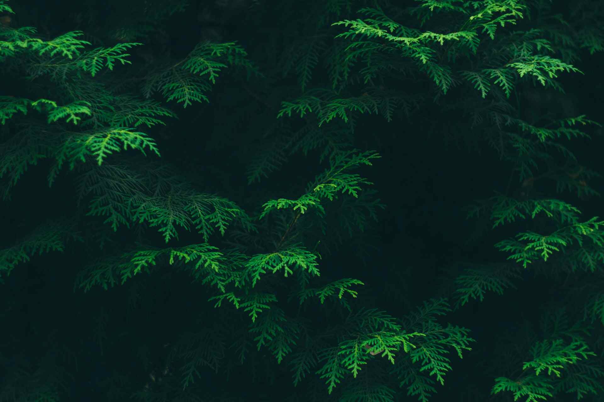 flora-in-kanha flora in kanha