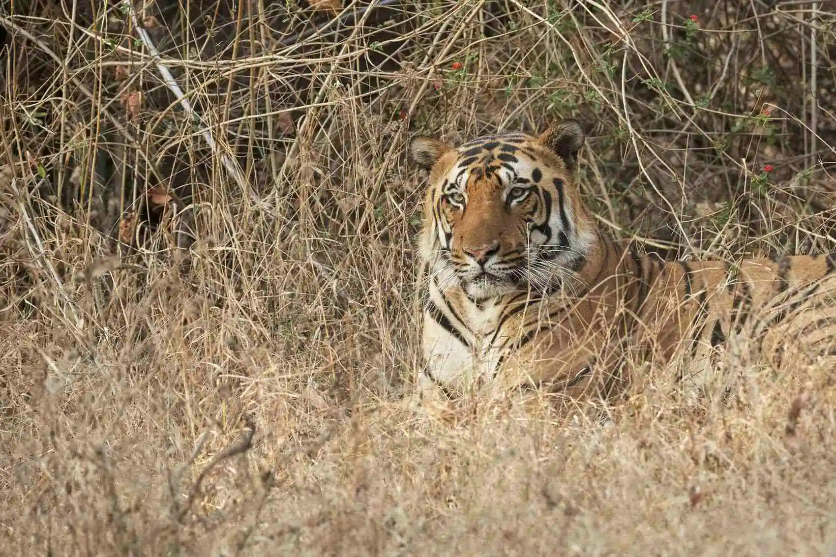 weekend tiger safari kanha