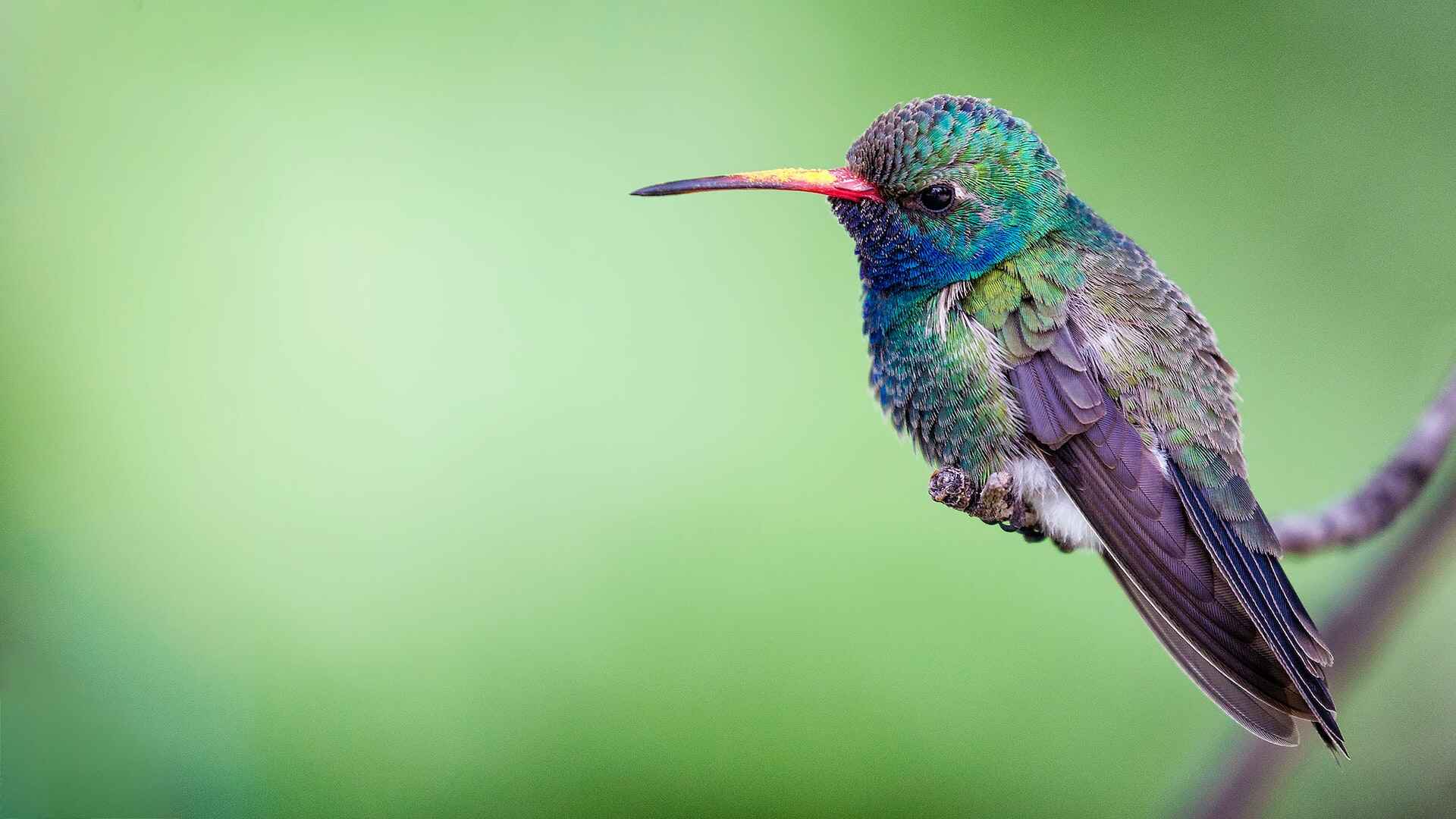 bird footer bird in kanha