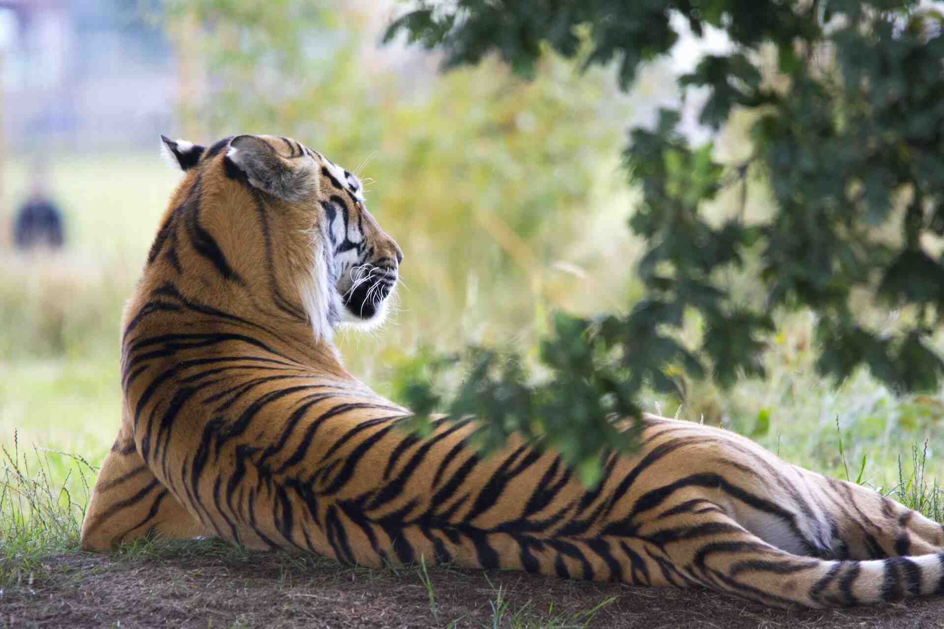kanha in winter kanha in winter