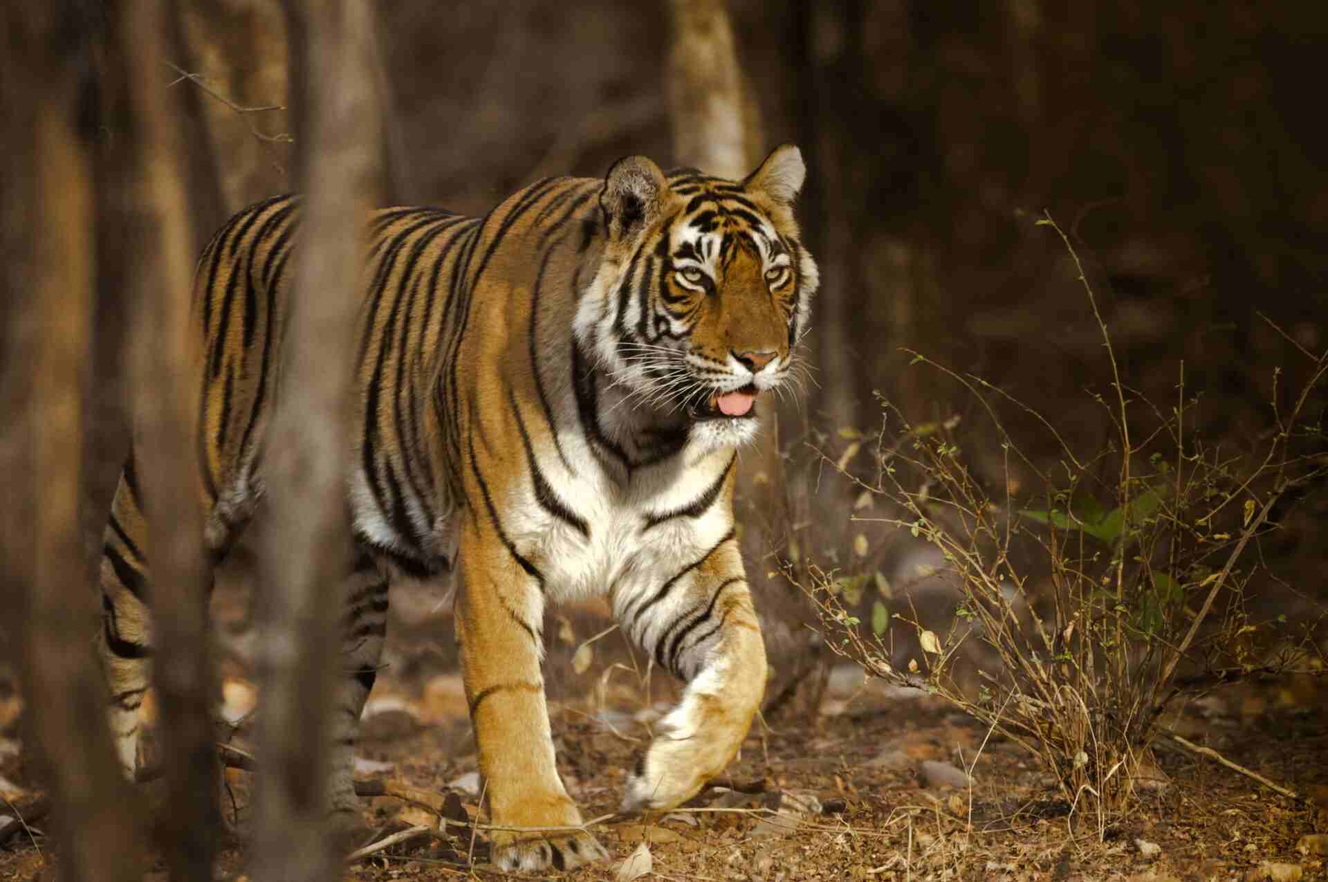 kanha in winter kanha in winter