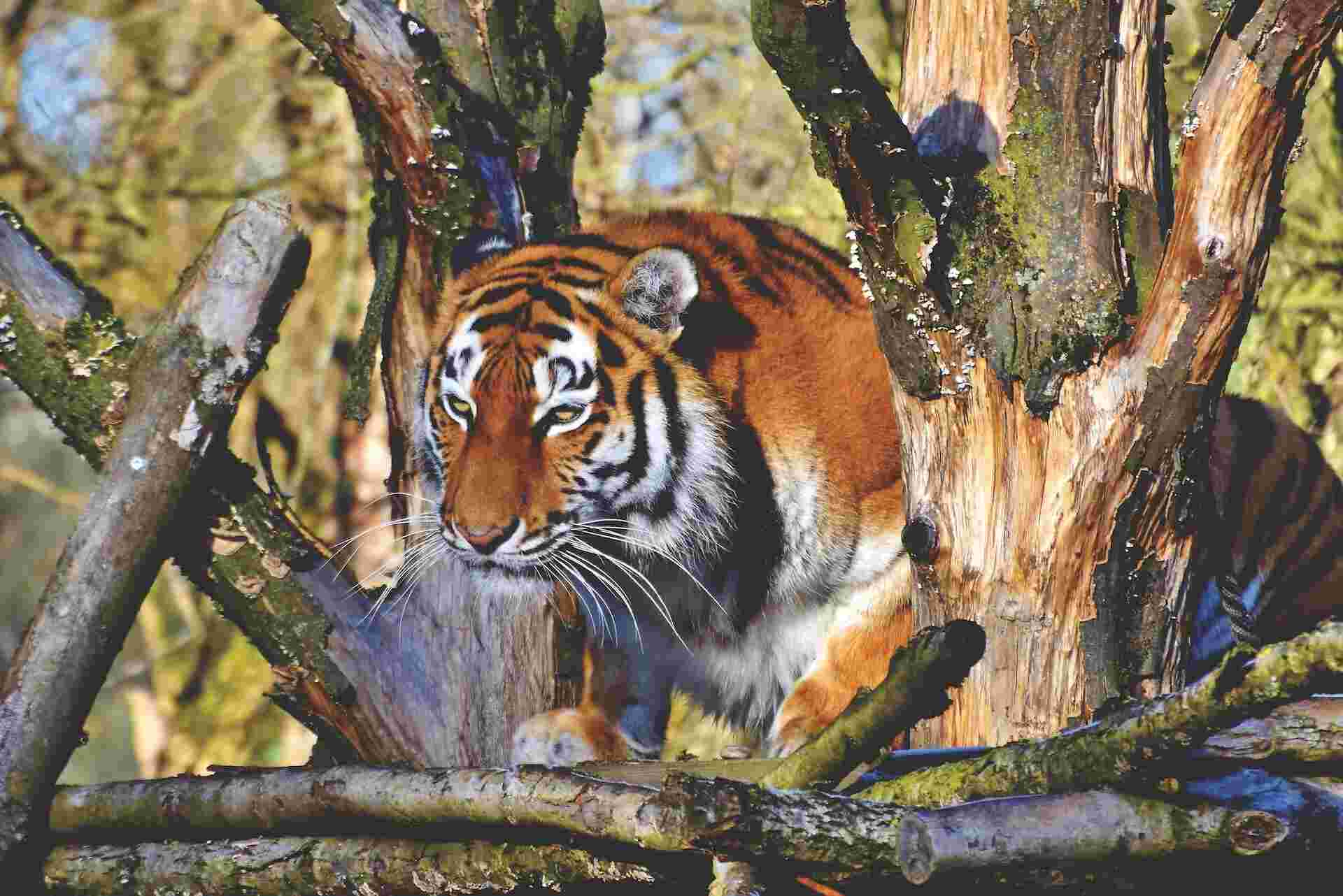 kanha in winter kanha in winter