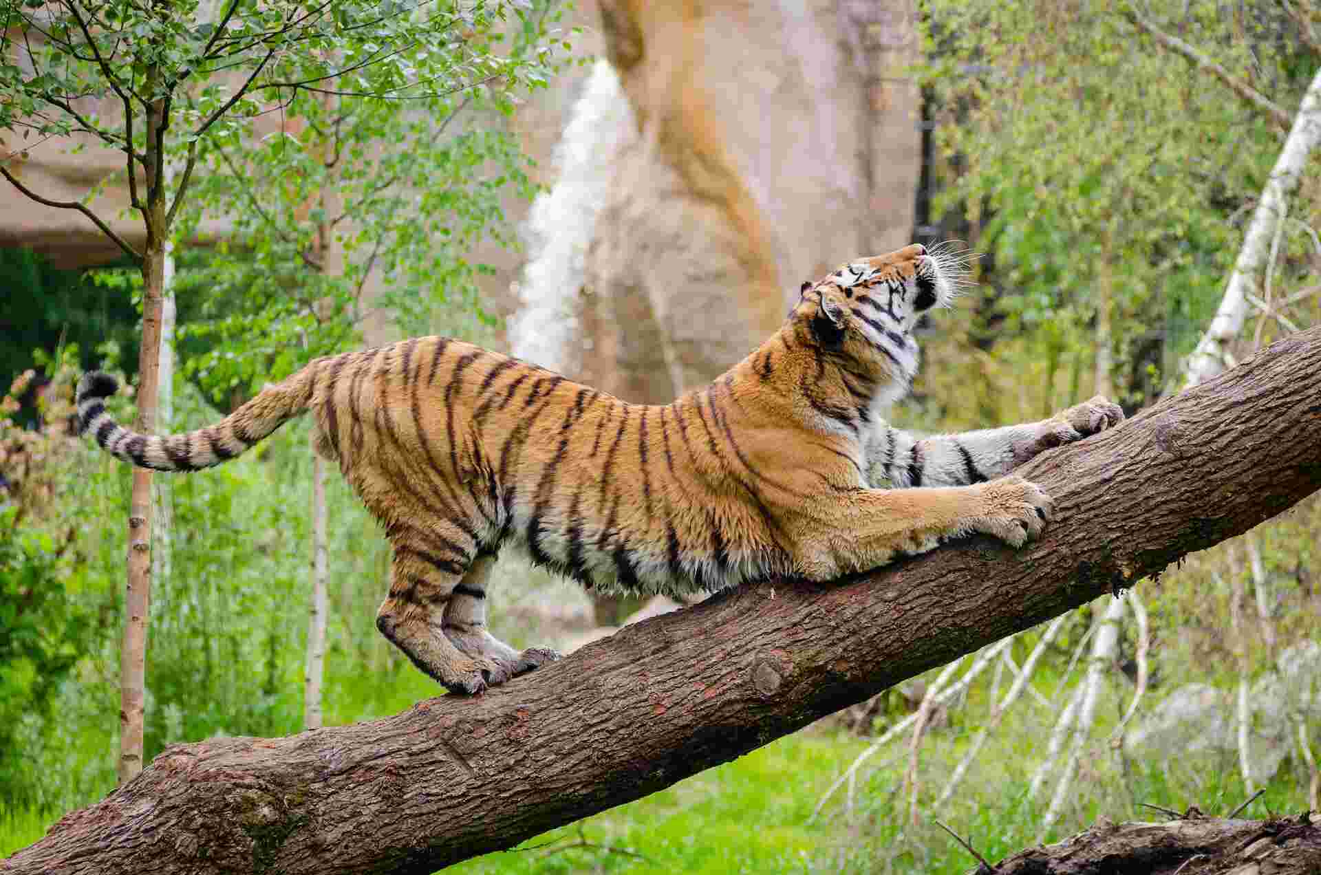 online safari booking bg online safari booking