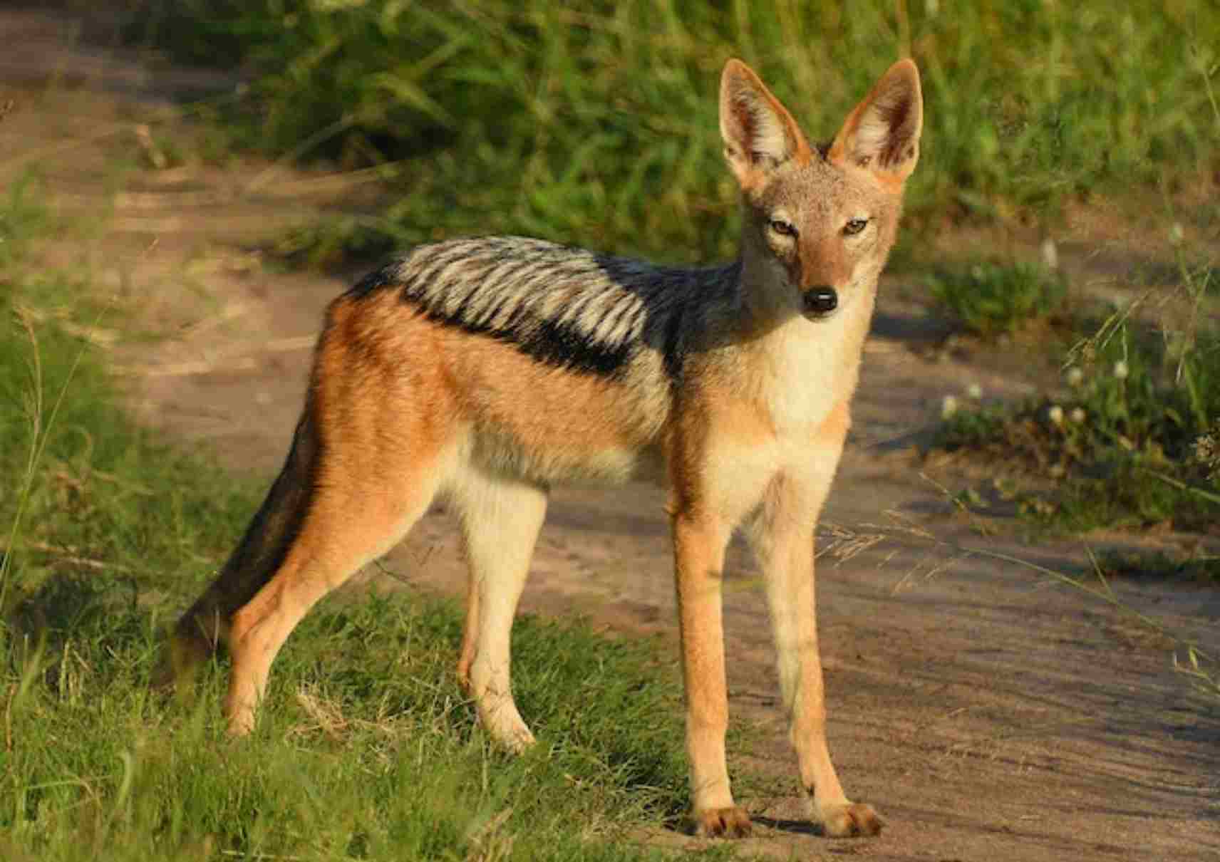 Jackal in bandhavgarh