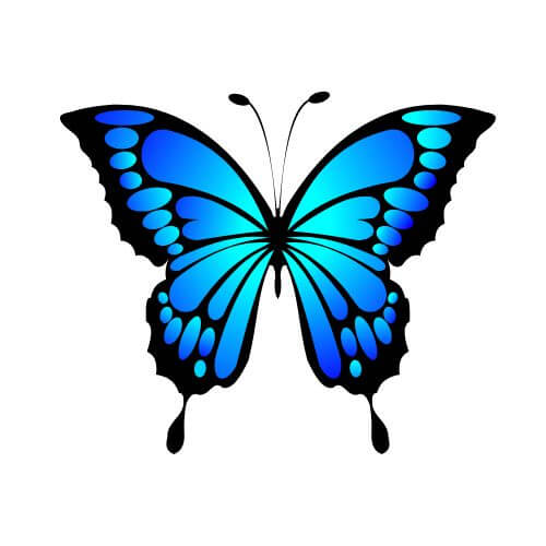 butterfly