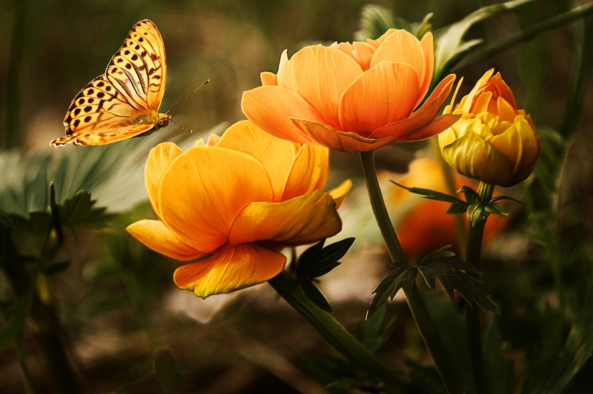 butterfly-garden.