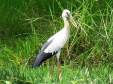 Asian-Openbill