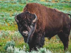 Bison-Indian-Gaur