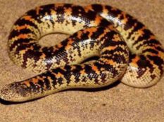 Checkered-Keelback