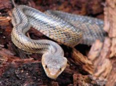 Common Rat Snake