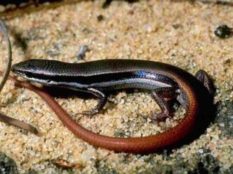 Common-Skink