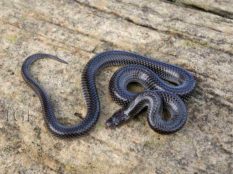 Common Wolf Snake