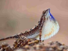 Fan Throated Lizard