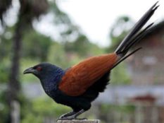 Greater Coucal