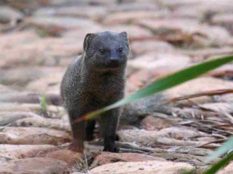 Grey-Mongoose