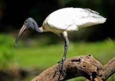 Indian Black Ibis