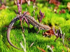 Indian Garden Lizard