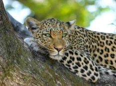 Indian-Leopard