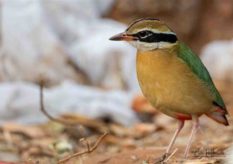 Indian-Pitta