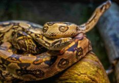 Indian Rock Python