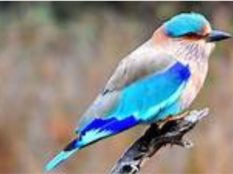 Indian-Roller