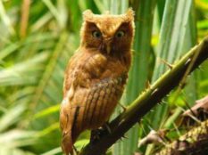 Indian-Scops-Owl