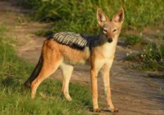 Jackal in bandhavgarh