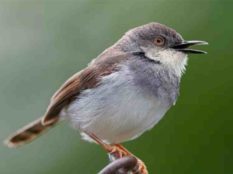 Jungle-Prinia