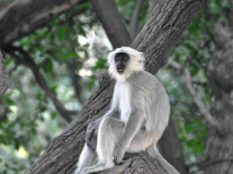 Langur