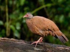 Lesser Whistling Duck