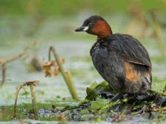 Little-Grebe