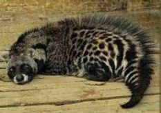 Little Indian Civet