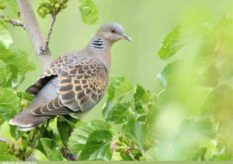 Oriental Turtle Dove