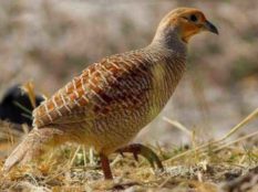 Painted-Francolin