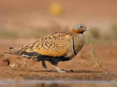 Painted-Sandgrouse