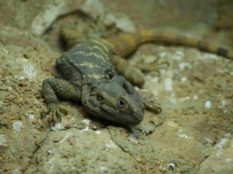 Peninsular Rock Agama